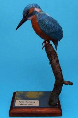 Ledňáček říční