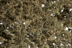 Foliáž - Jemné listí  - Suché listí