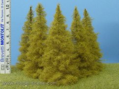 Modřín podzimní 90 - 110 mm