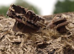 Stromové listí - shnilý dub