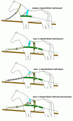 Polish horse carriage Wz. 19