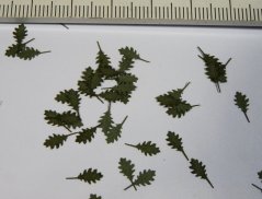 Stromové lístia - dub červený - zelené lístia