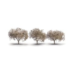 Listnaté stromčeky - Kvitnúca čerešňa - 4,4 cm - 5,7 cm  - 3ks
