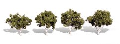 Listnaté stromky - Bříza - 5 cm - 7,5 cm - 4ks
