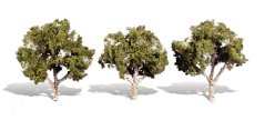 Listnaté stromčeky - Breza - 10,1cm - 12,7cm - 3ks