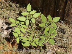 ˇPřízemní plevel