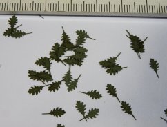 Stromové listí - dub červený - zelené listí