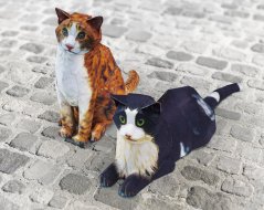 2 cats