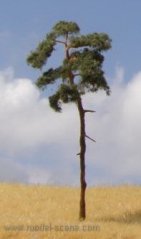 Borovica 80 - 110 mm