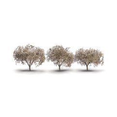 Listnaté stromky - Kvetoucí třešen - 4,4 cm - 5,7 cm - 3ks