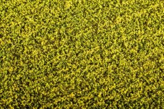 Grass pad - Rapeseed field