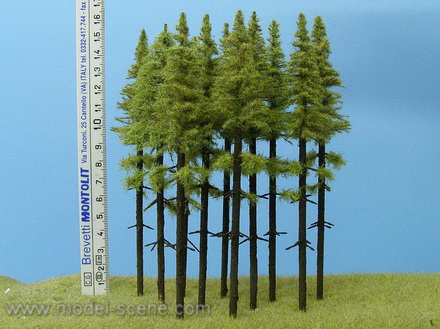 Modřín, vysoký kmen 140 - 160 mm Modřín, vysoký kmen 140 - 160 mm