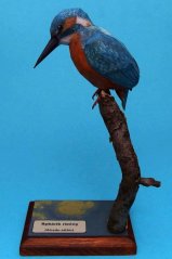 Kingfisher