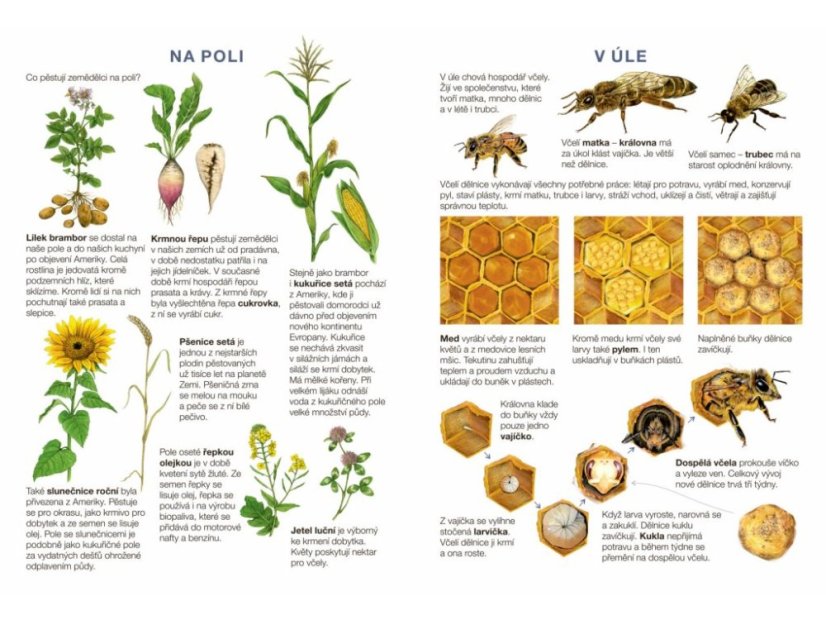 Začínáme vystřihovat - Na statku