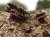 Tree Leaves - Rotten Oak