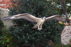 Osprey