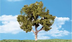 Listnaté stromky - Bříza - 5 cm - 7,5 cm - 4ks