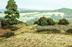Grass pad - Rapeseed field