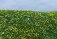 Trávna podložka - Kvitnúca lúka skoré leto