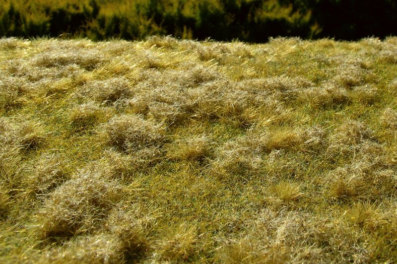 Grass pad - Unkept meadow late summer
