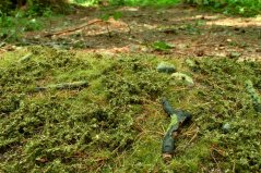 Trávna podložka - Lesný podrast jarný