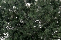Fine-Leaf Foliage - Dark green