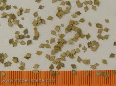 Stromové lístia - jesenná breza