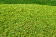 Kosená lúka jarná